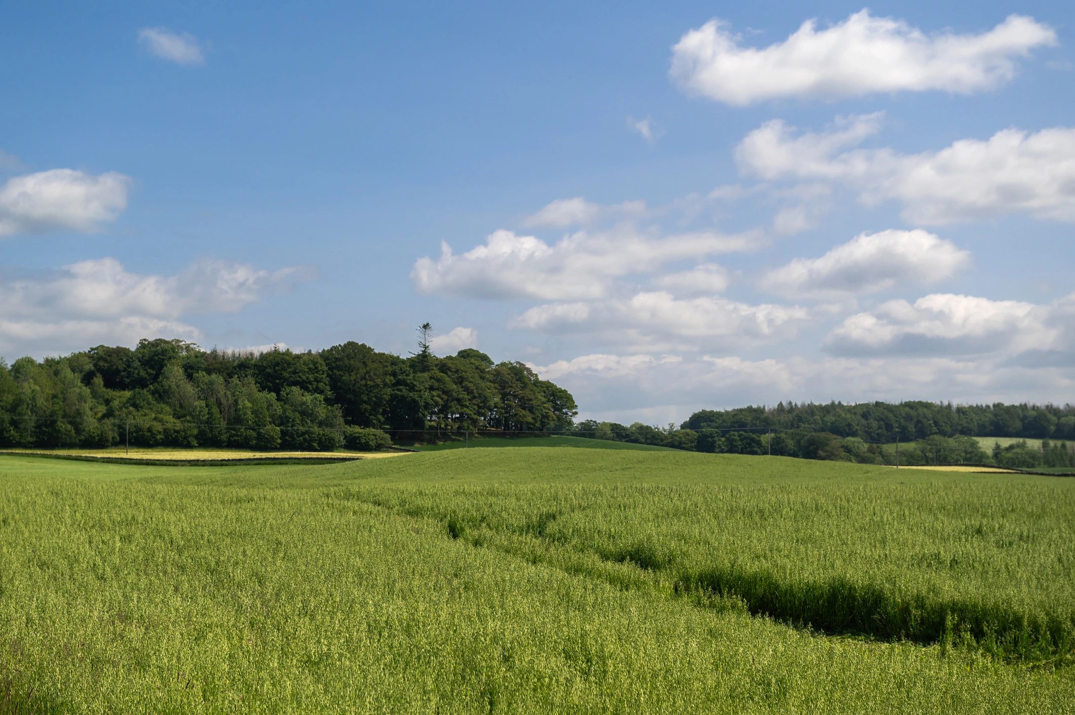 Rural property landscape representing professional wildlife management service areas